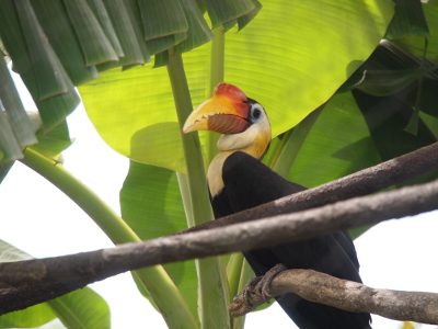 [This bird with a large wide bill similar to a toucan has a mostly black body with a white patch on its neck. Its head is white with a blue section around its eye. Its bill is brown, yellow, and white, and has a red section like a crest on the top of the bill.]